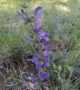 Salvia pratensis? 1/3