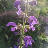 Salvia pratensis? 3/3