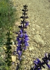 Salvia pratensis ?