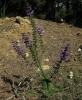 Salvia pratensis L.