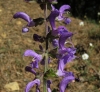 Salvia pratensis L.