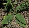 Salvia pratensis L.