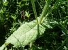 Salvia pratensis L.