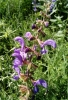 Salvia pratensis L.