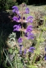 Salvia pratensis L.