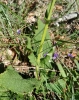 Salvia pratensis L.