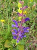 Salvia pratensis L.