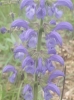 Salvia pratensis L.