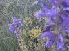 Salvia pratensis L.