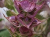 Salvia sclarea L.