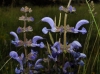 Salvia sp.