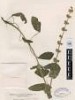 Salvia x rosuae