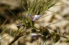 Salvia lavandulifolia ?