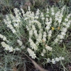 Sideritis hirsuta ?