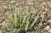 Sideritis hirsuta L.