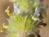 Sideritis hirsuta L.