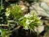 Sideritis spinulosa Barnadez ex Asso Sideritis spinulosa Barnadez ex Asso