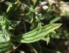 Sideritis spinulosa Barnadez ex Asso Sideritis spinulosa Barnadez ex Asso