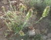 Sideritis spinulosa Barnadez ex Asso Sideritis spinulosa Barnadez ex Asso