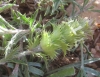 Sideritis spinulosa Barnadez ex Asso Sideritis spinulosa Barnadez ex Asso