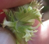 Sideritis spinulosa Barnadez ex Asso Sideritis spinulosa Barnadez ex Asso