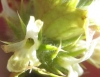 Sideritis spinulosa Barnadez ex Asso Sideritis spinulosa Barnadez ex Asso