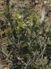 Sideritis Sideritis