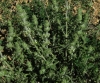 Sideritis hirsuta 1/2 (a confirmar)