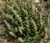 Sideritis hirsuta 1/3 (a confirmar)