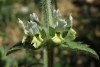 Sideritis hirsuta 2/2 (a confirmar)