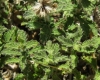Sideritis hirsuta 2/3 (a confirmar)