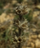 Sideritis hirsuta 3/3 (a confirmar)