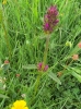 Stachys officinalis (L.) Trevis.