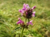 Stachys officinalis (L.) Trevis.