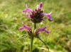 Stachys officinalis (L.) Trevis.