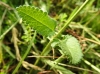Stachys officinalis (L.) Trevis.