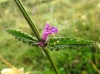Stachys officinalis (L.) Trevis.