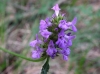 Stachys officinalis (L.) Trevis.