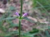 Stachys officinalis (L.) Trevis.