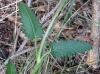 Stachys officinalis (L.) Trevis.