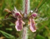 Stachys heraclea 2/4