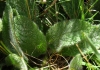 Stachys heraclea 3/4