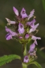 Stachys officinalis (L.) Trevisan