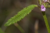 Stachys officinalis (L.) Trevisan