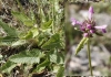 Stachys officinalis (L.) Trevisan