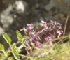 Teucrium ?