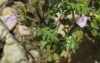 Teucrium botrys L.