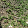 Teucrium chamaedrys 1 de 3