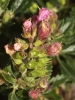 Teucrium chamaedrys ? 2/4