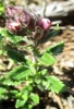 Teucrium chamaedrys 2 de 3